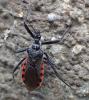 Sphedanolestes sanguineus